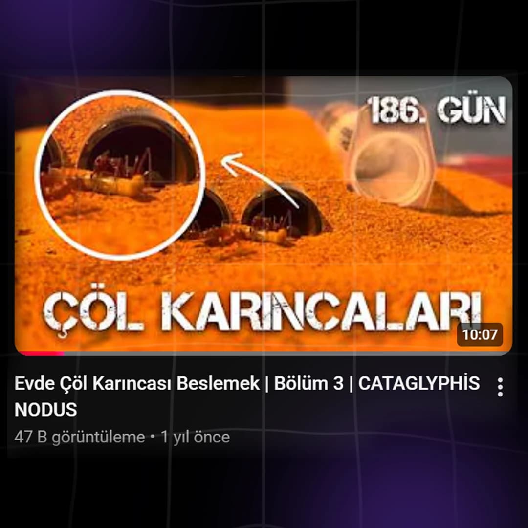 Karınca Sanatı proje görseli 3