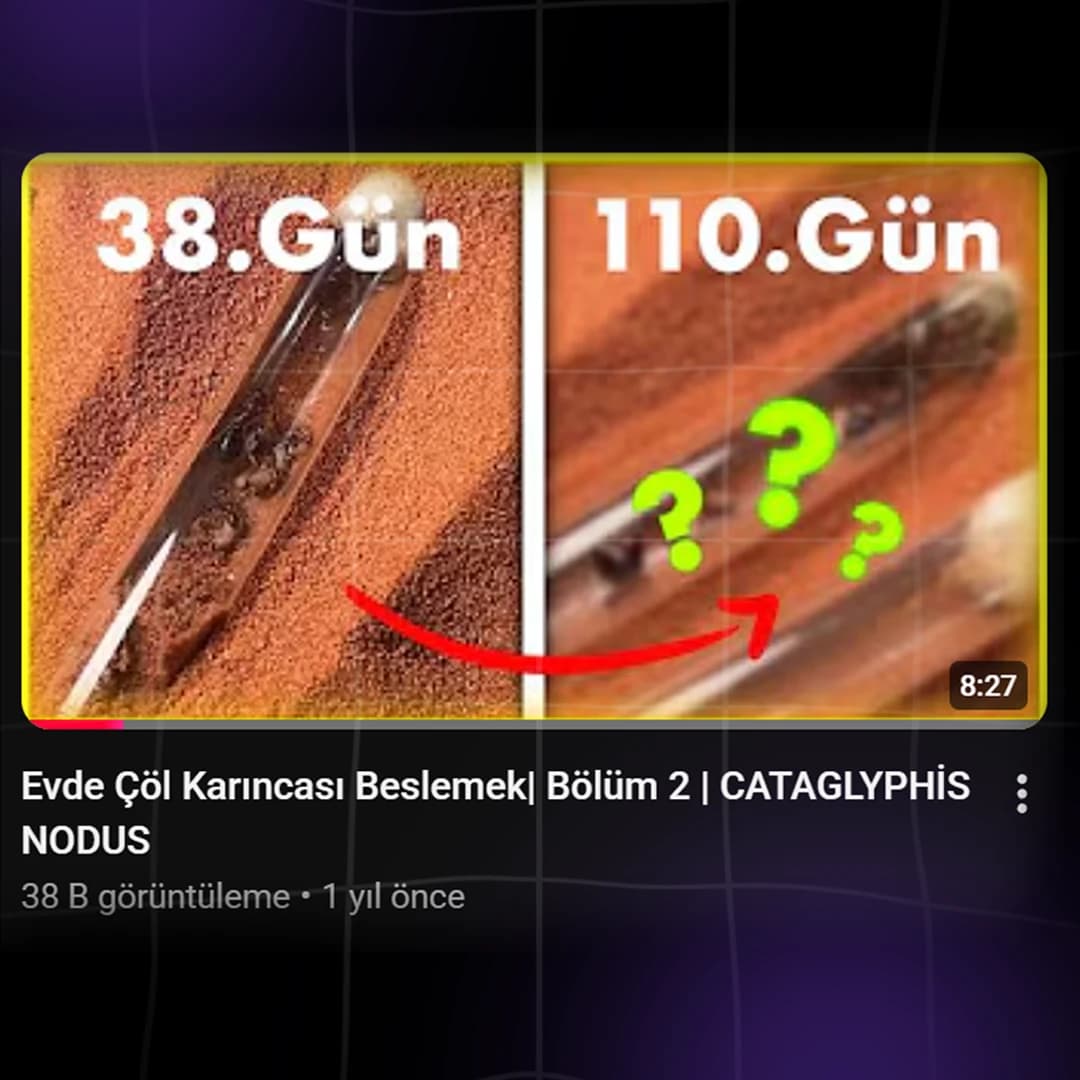 Karınca Sanatı proje görseli 4