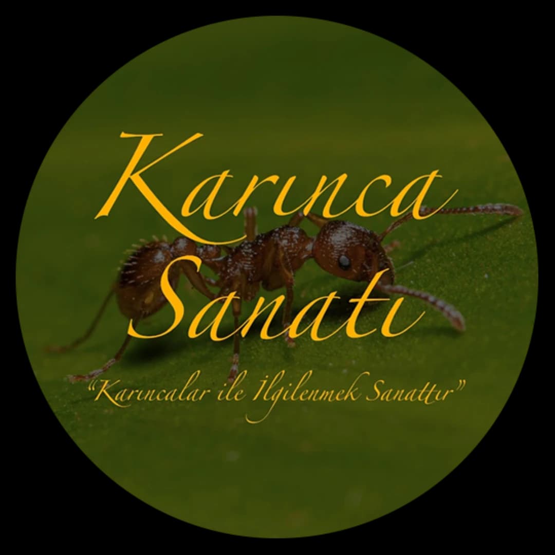 Karınca Sanatı